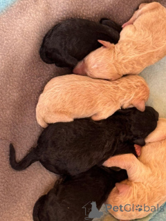 Photo №2 de l'annonce № 163985 de la vente caniche (jouet) - acheter à USA annonce privée, de la fourrière