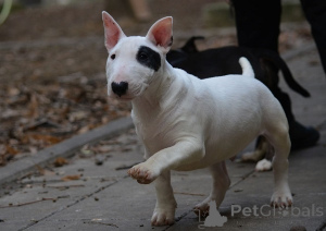 Photo №2 de l'annonce № 164496 de la vente bull terrier - acheter à Serbie éleveur