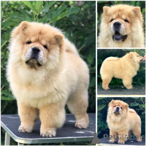 Photos supplémentaires: Chow Chow, de beaux chiots