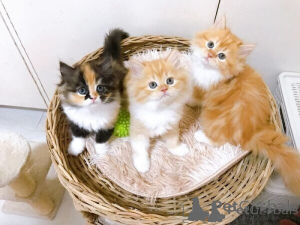 Photo №1. exotic shorthair - à vendre en ville de Barcelone | négocié | Annonce № 174685