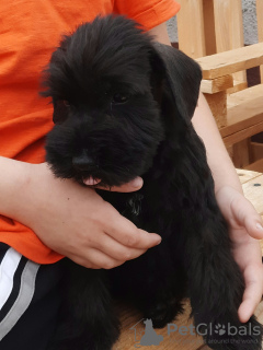 Photo №3. Odis race nationale ukrainienne de chien. Ukraine