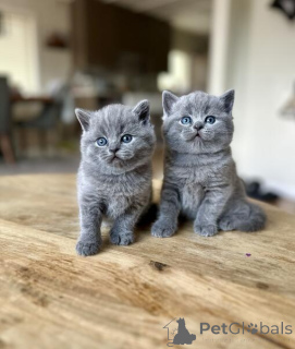 Photo №1. british shorthair - à vendre en ville de Bruxelles | négocié | Annonce № 160369