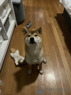 Photos supplémentaires: Beau chien Shiba Inu avec un pedigree