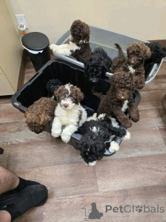 Photo №3. Labradoodle Welpen Zur adoption. Allemagne