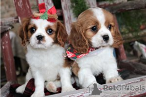 Photo №3. Adorables chiots Cavalier King Charles en adoption gratuite. Allemagne