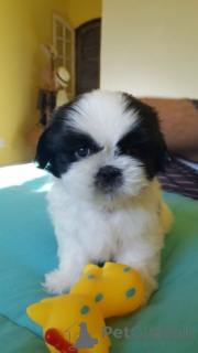 Photo №2 de l'annonce № 158716 de la vente shih tzu - acheter à Allemagne annonce privée