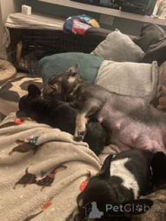 Photo №3. Adorable chiot bouledogue français prêt maintenant !!. Allemagne