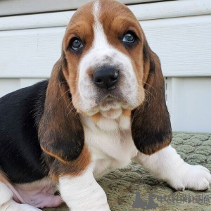 Photo №1. basset hound - à vendre en ville de Cheb | négocié | Annonce №170694