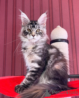 Photo №1. maine coon - à vendre en ville de Mameller | négocié | Annonce № 155319