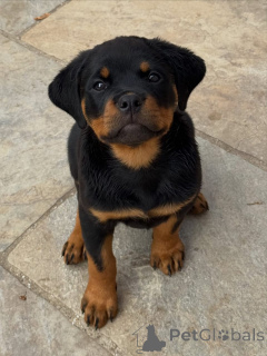 Photo №2 de l'annonce № 174970 de la vente rottweiler - acheter à Allemagne annonce privée