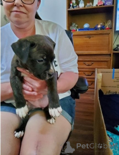 Photo №1. american bully - à vendre en ville de Berlin | négocié | Annonce №135136