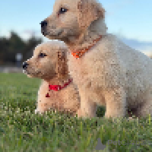 Photo №4. Je vais vendre golden retriever en ville de Amsterdamscheveld.  - prix - 200€