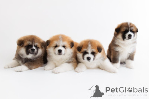 Photo №1. akita (chien) - à vendre en ville de Mauvaise vilbel | négocié | Annonce №166356