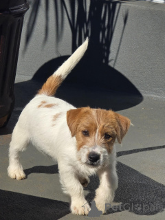 Photo №3. Chiots Jack Russell Terrier haut de gamme intelligents, audacieux et adaptés aux. Allemagne