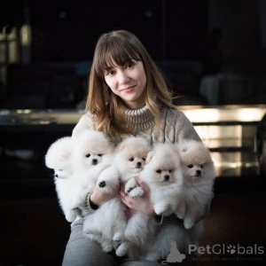 Photo №4. Je vais vendre spitz nain en ville de Vienne. annonce privée - prix - 455€