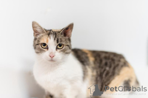 Photo №1.  - à vendre en ville de Khimki | Gratuit | Annonce № 159363