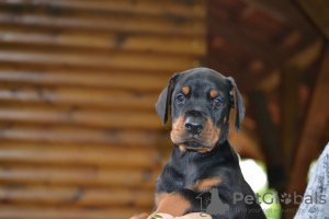 Photo №2 de l'annonce № 54451 de la vente dobermann - acheter à Serbie éleveur