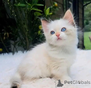Photo №2 de l'annonce № 176010 de la vente ragdoll - acheter à Allemagne annonce privée