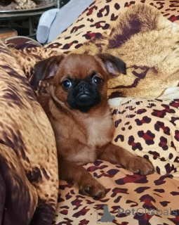 Photo №1. petit brabançon - à vendre en ville de Rivière moscou | 593€ | Annonce №165024