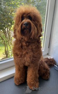Photo №4. Je vais vendre labradoodle en ville de Šiauliai. éleveur - prix - 3000€