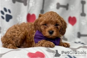 Photo №3. Beaux chiots Cavapoo Pour adoption gratuite. Allemagne