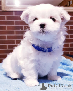 Photo №2 de l'annonce № 143282 de la vente bichon maltais - acheter à Espagne 