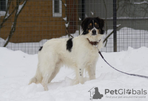Photo №2 de l'annonce № 91230 de la vente chien bâtard - acheter à Fédération de Russie annonce privée