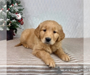 Photo №3. ADORABLES CHIOTS GOLDEN RETRIEVER. Australie