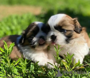 Photo №2 de l'annonce № 90355 de la vente shih tzu - acheter à Allemagne annonce privée