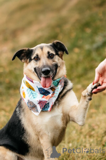 Photo №1. chien bâtard - à vendre en ville de Rivière moscou | Gratuit | Annonce №149592