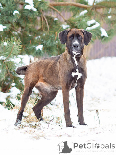 Photo №1. chien bâtard - à vendre en ville de Moskova | Gratuit | Annonce №163070