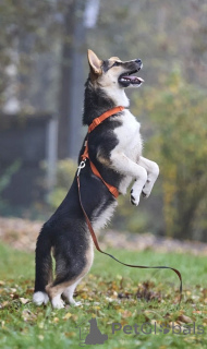 Photo №3. Vesta cherche des parents aimants.. Fédération de Russie