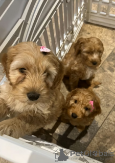 Photos supplémentaires: Chiots Cockapoo Chunky F2 de petite race