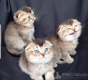 Photo №1. scottish fold - à vendre en ville de Berne | négocié | Annonce № 122088