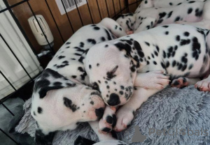 Photo №2 de l'annonce № 41372 de la vente dalmatien - acheter à Fédération de Russie 