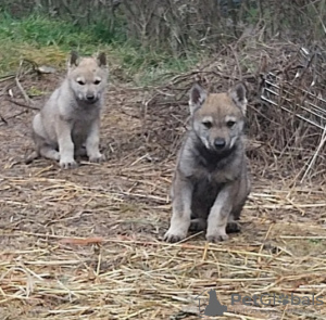 Photo №2 de l'annonce № 42020 de la vente chien-loup tchécoslovaque - acheter à Bulgarie annonce privée