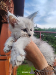 Photos supplémentaires: Beau chat ombragé