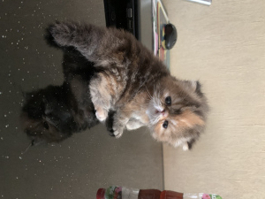 Photo №3. La mignonne. Fédération de Russie