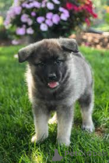 Photo №2 de l'annonce № 163876 de la vente buhund norvégien - acheter à Pays Bas annonce privée, éleveur