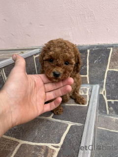 Photo №4. Je vais vendre caniche (jouet) en ville de Odžaci.  - prix - négocié