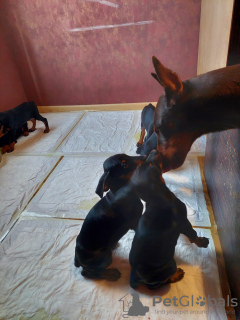 Photos supplémentaires: Vente de chiots Doberman pure race âgés de 2 mois.