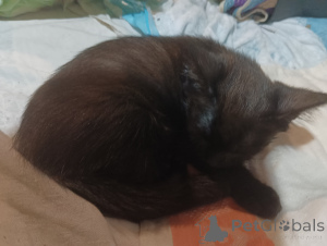 Photo №2 de l'annonce № 146294 de la vente  - acheter à Fédération de Russie annonce privée