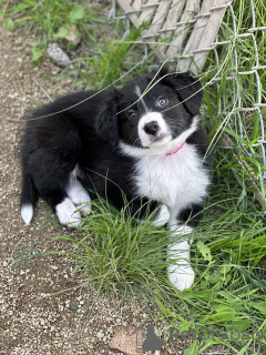 Photo №1. border collie - à vendre en ville de Los Angeles | Gratuit | Annonce №40111