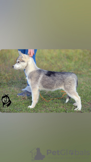 Photo №2 de l'annonce № 123381 de la vente husky de sibérie - acheter à Fédération de Russie de la fourrière