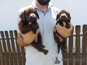 Photo №1. labrador retriever - à vendre en ville de Koceljeva | négocié | Annonce №110980