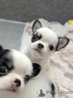 Photo №3. Chihuahua disponible à l'adoption contactez WhatsApp Business 447450021323. La finlande