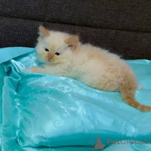 Photo №1. ragdoll - à vendre en ville de Cölbe | 380€ | Annonce № 167262