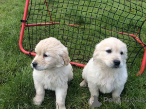 Photos supplémentaires: Chiots Golden Retriever mâles et femelles disponibles dès maintenant à la vente