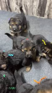 Photo №3. Lindos cachorros Pastor Alemão à vendre. Portugal