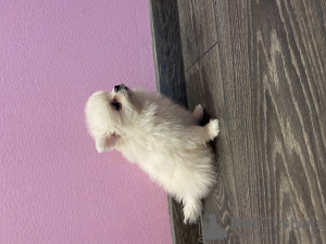 Photo №3. Chiot poméranien. Fédération de Russie